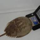 fix-it-faggot avatar