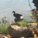 fizzler-of-oz avatar