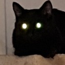 fj-is-a-dumbass avatar