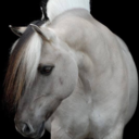 fjordhorsefanatic-blog avatar