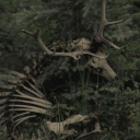 fl3sh-and-b0n3s avatar