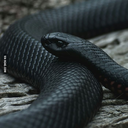 fl3shcag3-blog avatar