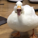 flabbergastedduck avatar