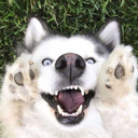 flailingfangirl02 avatar