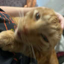 flaming-flamingos avatar