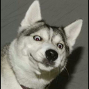 flamingbananacat avatar