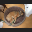 flaminghotdogs avatar