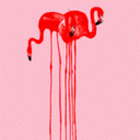 flamingos--areinfactpink avatar