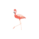 flamingostudies avatar