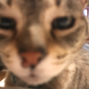 flamingspacepigeon avatar