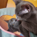 flamingwambat avatar