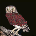 flannelowl-blog avatar