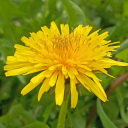 flap-flap-flap avatar