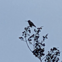 flash-of-stupidity avatar