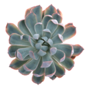 flat-goals-69 avatar