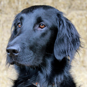 flatcoated-retrievers avatar