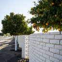 flax-goldentales avatar