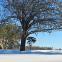 fledglingfilm avatar