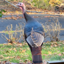 fleetingimpressions avatar