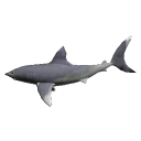 fleetshark avatar