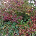 flemishgiant-64 avatar