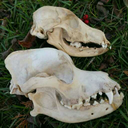 flesh-n-bonesss-main avatar