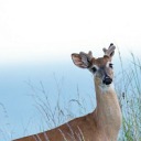 fleur-de-nuit113 avatar