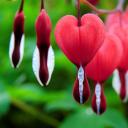 fleurbleedinghearts avatar