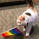 fleurs-des-champs avatar