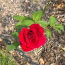 fleursetcouronnes avatar