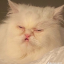 fleursthecure avatar