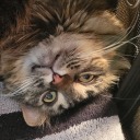 flexmcflipster avatar