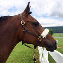 flight-without-wings avatar