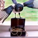 flightless-magpie avatar