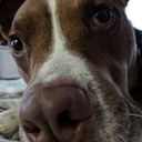 flightlessflying avatar