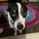 flightysparrow avatar