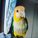 flip-the-caique avatar