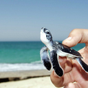 flipperturtles avatar