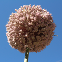 flipperyflopped avatar