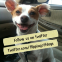 flippingoffdogs-blog avatar