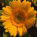 flippingthroughlife avatar