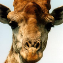 flipyeah-blog avatar