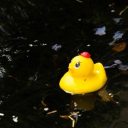 floating-ducky-quackyquacky avatar