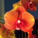 floating-plants avatar