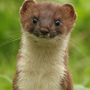 floatingstoat avatar