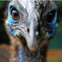 flock-of-cassowaries avatar