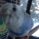 flock-of-five avatar