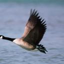 flock-of-geese avatar