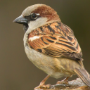 flock-of-sparrows avatar