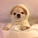 floofbot avatar